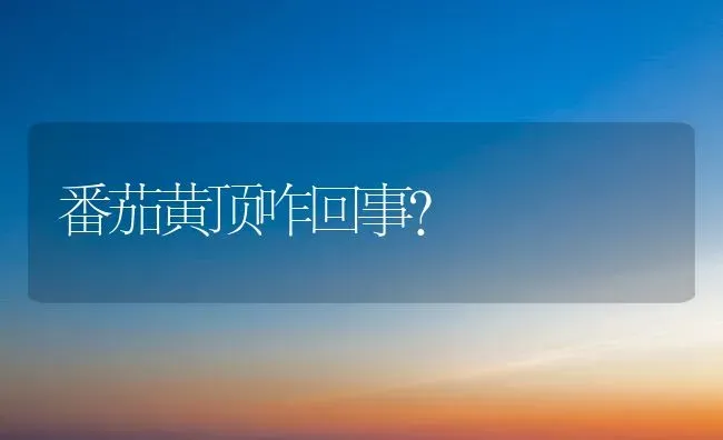 番茄黄顶咋回事? | 养殖技术大全