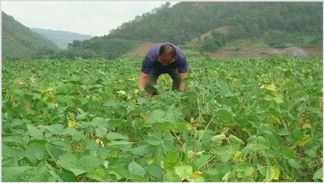 大豆对环境条件的要求 | 生活妙招