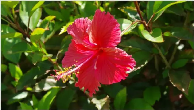 朱瑾花的剪枝方法 | 实用知识