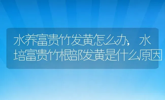 水养富贵竹发黄怎么办,水培富贵竹根部发黄是什么原因 | 养殖学堂