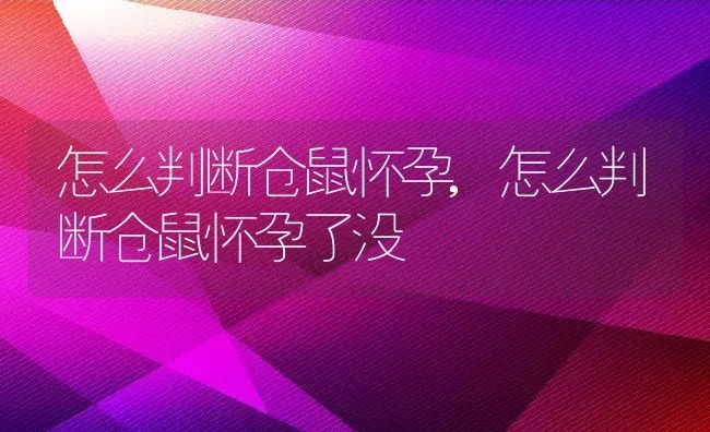 怎么判断仓鼠怀孕,怎么判断仓鼠怀孕了没 | 养殖资料