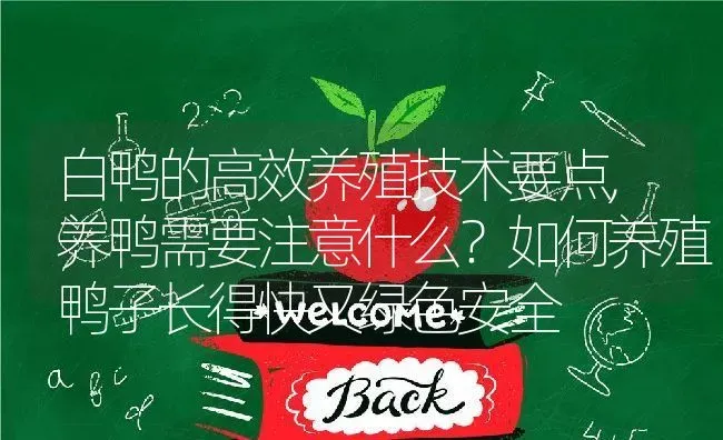 白鸭的高效养殖技术要点,养鸭需要注意什么？如何养殖鸭子长得快又绿色安全 | 养殖学堂