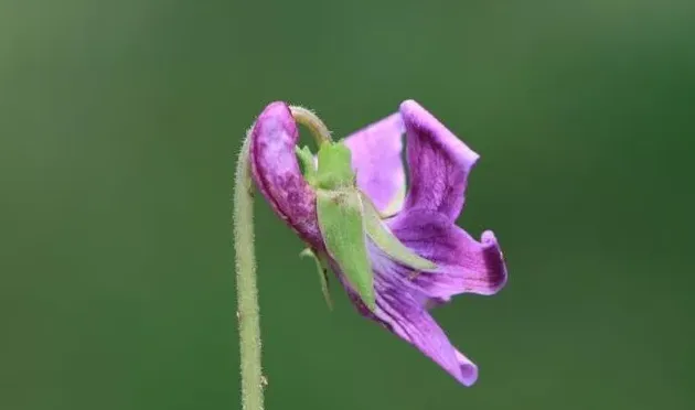 紫花地丁花期是什么时候,紫花地丁和早开堇菜怎么区分？