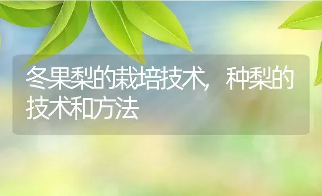 冬果梨的栽培技术,种梨的技术和方法 | 养殖学堂