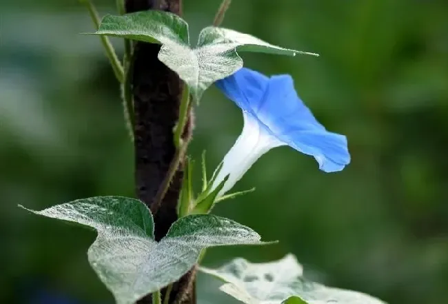 牵牛花什么时候开花,牵牛花在太阳出来的时候开花吗？