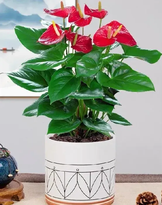 红掌花适合在室内养吗,红掌花在室内养怎样养才长得好？