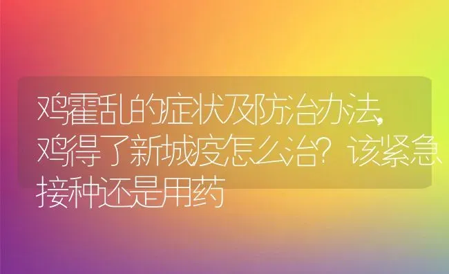 鸡霍乱的症状及防治办法,鸡得了新城疫怎么治？该紧急接种还是用药 | 养殖学堂