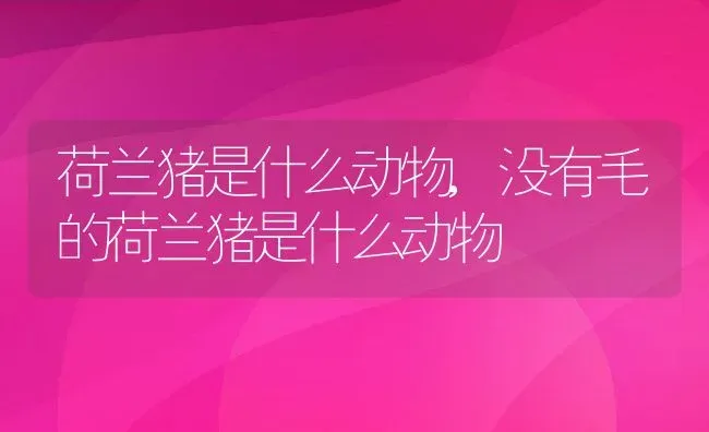 荷兰猪是什么动物,没有毛的荷兰猪是什么动物 | 养殖资料