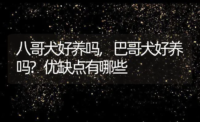 八哥犬好养吗,巴哥犬好养吗?优缺点有哪些 | 养殖资料