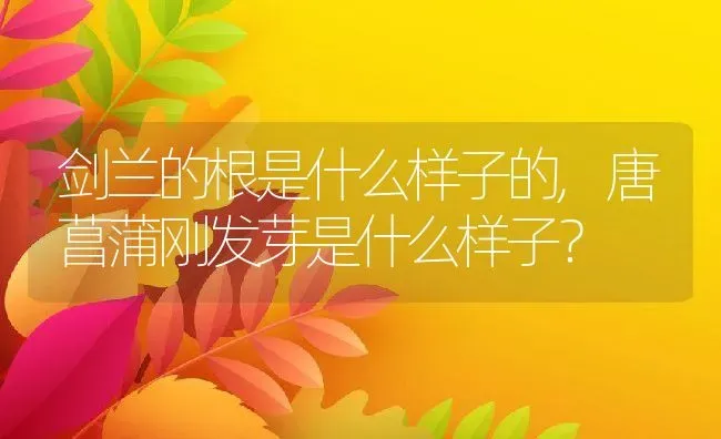 剑兰的根是什么样子的,唐菖蒲刚发芽是什么样子？ | 养殖科普