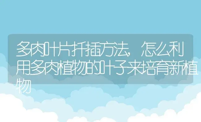 无花果树的风水寓意和摆放位置 | 养殖学堂