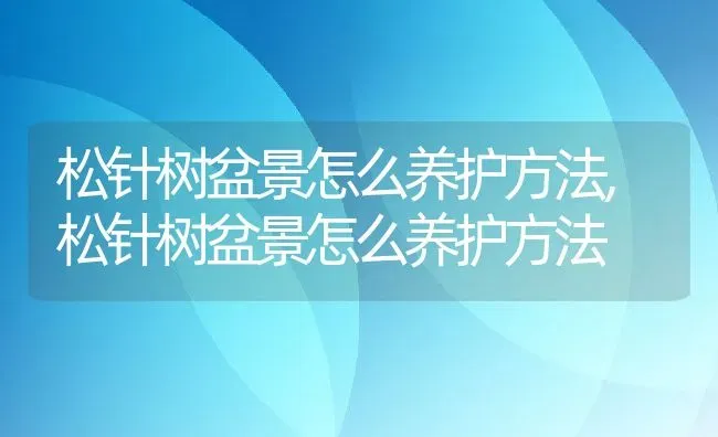 松针树盆景怎么养护方法,松针树盆景怎么养护方法 | 养殖科普