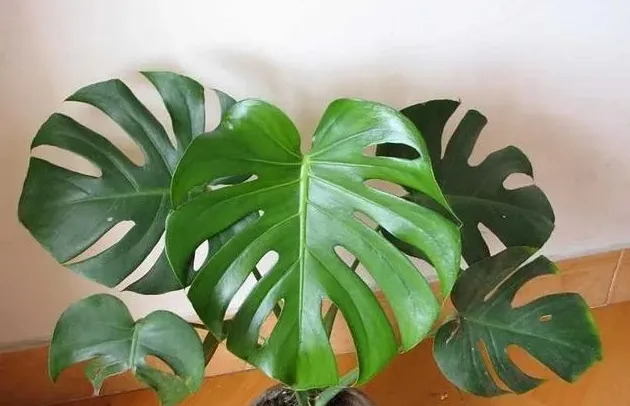 哪些植物去除甲醛最好,甲醛什么办法可以快速除掉？