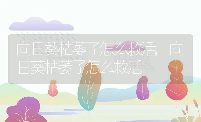 向日葵枯萎了怎么救活,向日葵枯萎了怎么救活 | 养殖科普