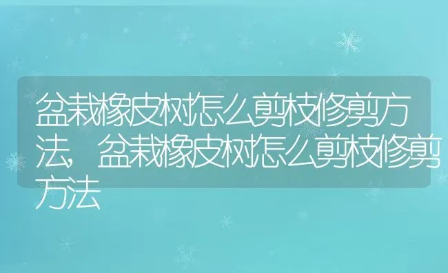 盆栽橡皮树怎么剪枝修剪方法,盆栽橡皮树怎么剪枝修剪方法 | 养殖科普