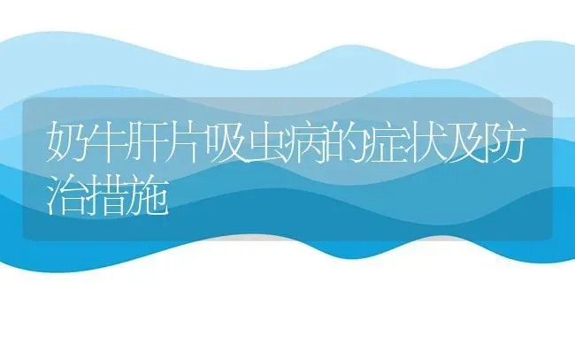 奶牛肝片吸虫病的症状及防治措施 | 养殖技术大全