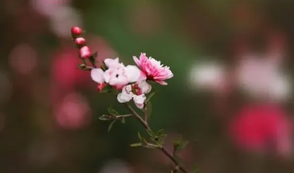 松红梅一年开几次花 | 生活常识