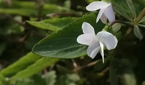 白花地丁能吃吗 | 生活常识