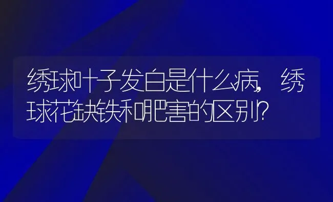 绣球叶子发白是什么病,绣球花缺铁和肥害的区别？ | 养殖科普