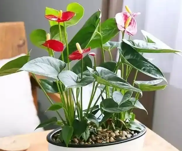 红掌花适合在室内养吗,红掌花在室内养怎样养才长得好？