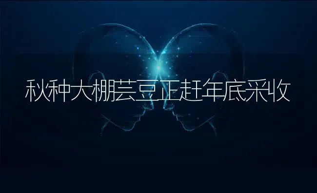 秋种大棚芸豆正赶年底采收 | 养殖技术大全