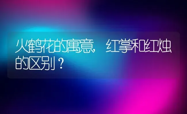 火鹤花的寓意,红掌和红烛的区别？ | 养殖科普