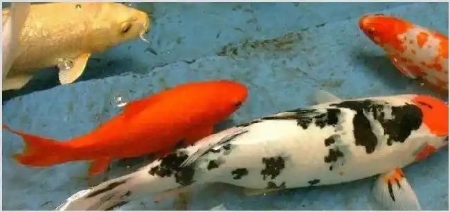 锦鲤养殖的方法与技巧，锦鲤养殖前景和利润 | 妙招大全