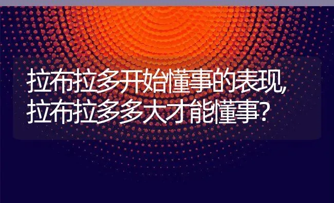 拉布拉多开始懂事的表现,拉布拉多多大才能懂事？ | 养殖学堂