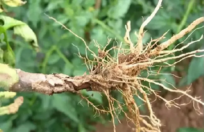 西红柿茎基腐病用什么药,番茄髓腐病用什么药最好？