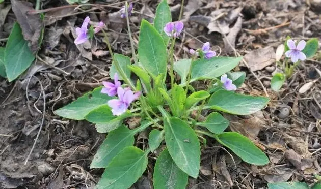 紫花地丁花期是什么时候,紫花地丁和早开堇菜怎么区分？