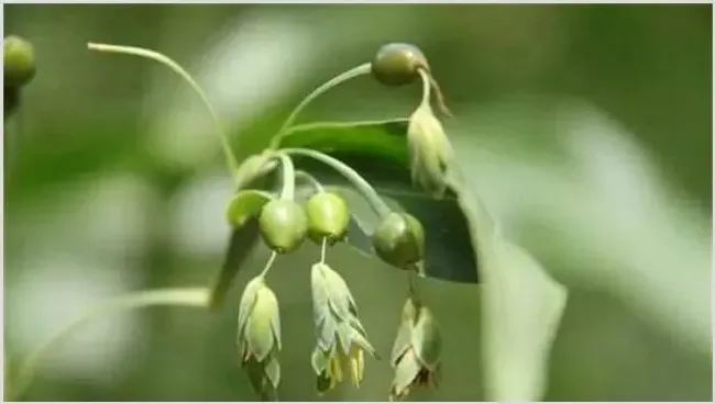 薏米种植注意事项 | 妙招大全