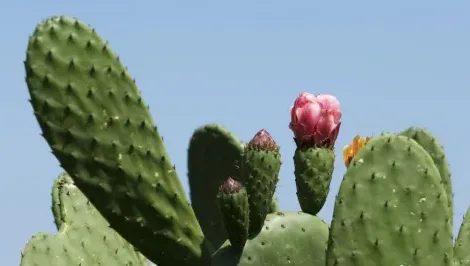 哪些植物去除甲醛最好,甲醛什么办法可以快速除掉？