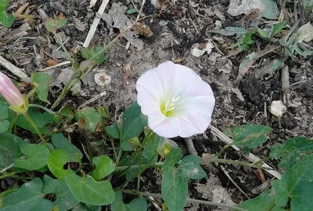 打碗花学名叫什么,谁是临沂本地的？能不能帮我解释下下面几个植物的属性或者是学名。十竹子，猫猴子眼，拉拉秧，百蛤？