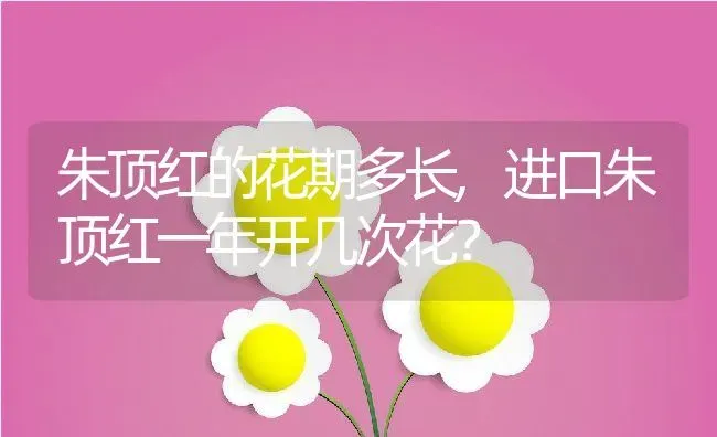 朱顶红的花期多长,进口朱顶红一年开几次花？ | 养殖科普