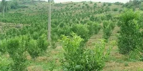 柑橘幼树如何定植?柑橘幼树的定植管理技巧介绍 | 生活妙招