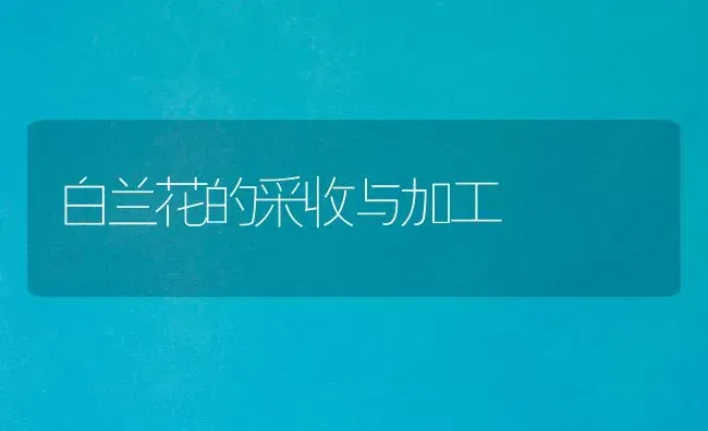 白兰花的采收与加工 | 养殖技术大全