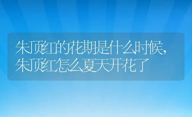 朱顶红的花期是什么时候,朱顶红怎么夏天开花了 | 养殖科普