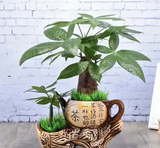 盆栽小发财树怎么浇水,发财树一次浇水多少？