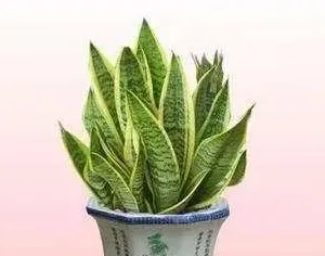 哪些植物去除甲醛最好,甲醛什么办法可以快速除掉？