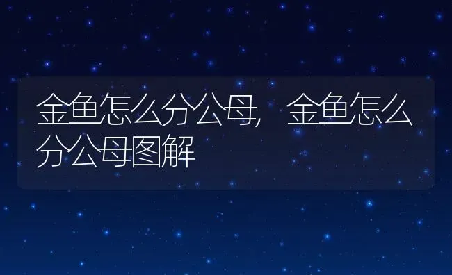 金鱼怎么分公母,金鱼怎么分公母图解 | 养殖科普