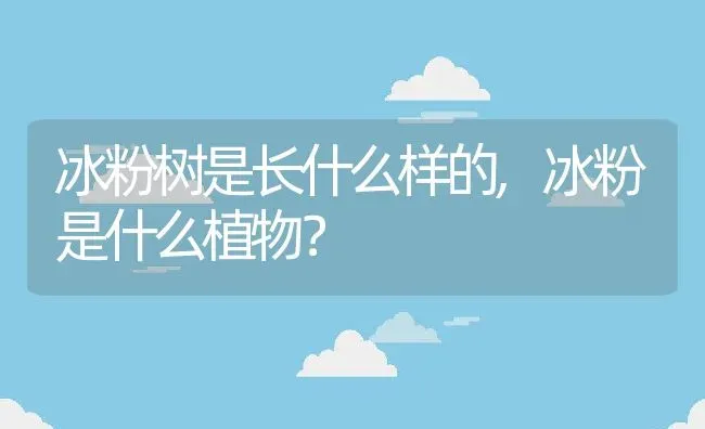 冰粉树是长什么样的,冰粉是什么植物？ | 养殖科普