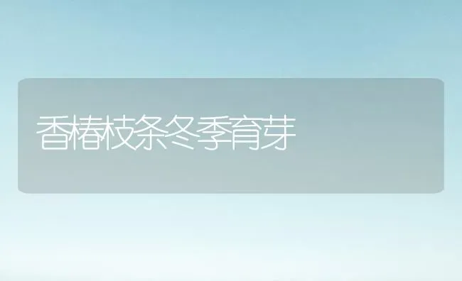 香椿枝条冬季育芽 | 养殖技术大全