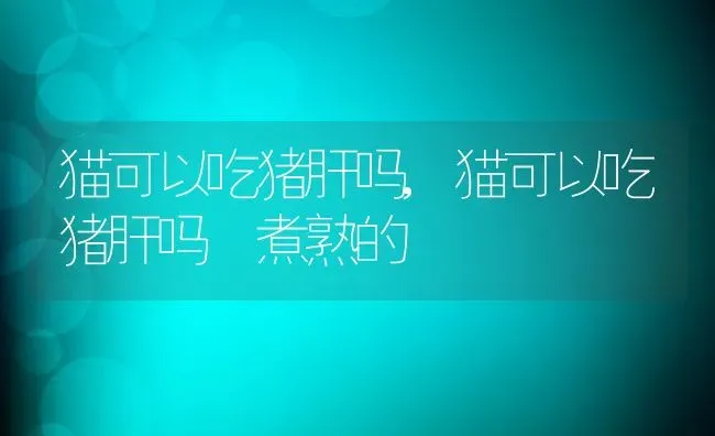 猫可以吃猪肝吗,猫可以吃猪肝吗 煮熟的 | 养殖科普