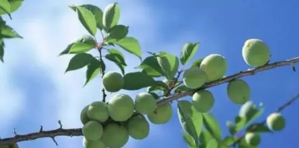 青梅的高产种植技术 | 实用知识