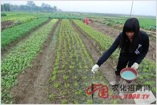 科学施肥六个注意事项 | 常识大全