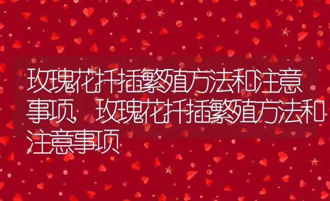 玫瑰花扦插繁殖方法和注意事项,玫瑰花扦插繁殖方法和注意事项 | 养殖科普