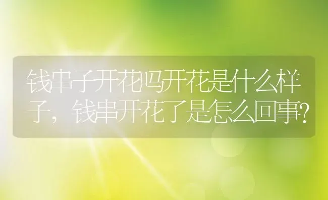 钱串子开花吗开花是什么样子,钱串开花了是怎么回事？ | 养殖科普