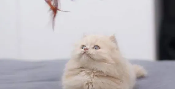 布偶猫眼睛色度表,怎么看猫的眼色素？