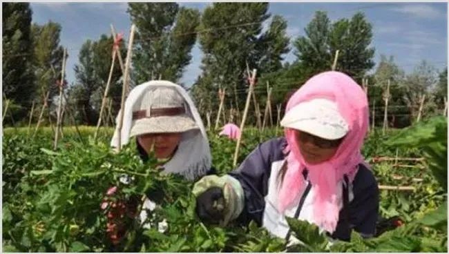 大棚西红柿该怎么授粉 | 妙招大全