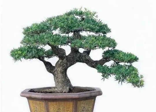 罗汉松盆景怎么养护常识,罗汉松种植技术及管理？